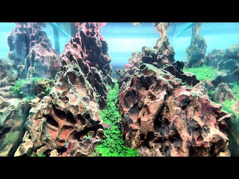 黄虎石　まとめ売り 気孔石（黄虎石）を使った水槽レイアウト【Haqua room作