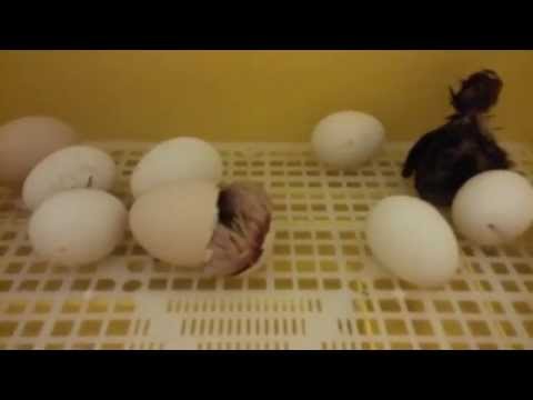 Wideo: Jak Rodzą Się Pisklęta Kolibrów