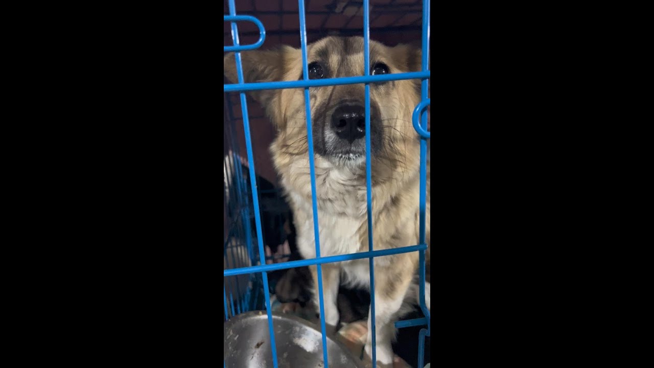 Stray Mama Dog Gave Birth on Campus — Now She's Fighting to Keep Her ...