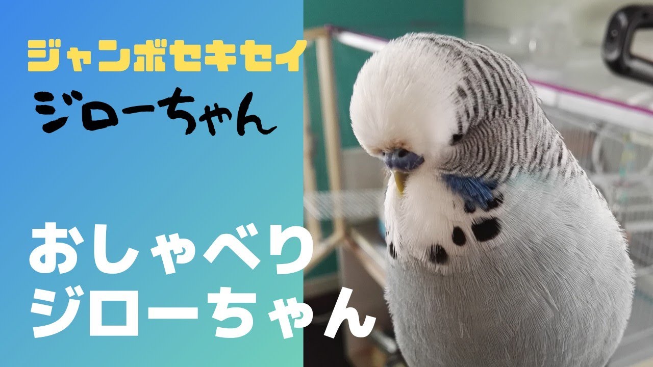 ジャンボセキセイ ジローちゃん おしゃべりジローちゃん Youtube
