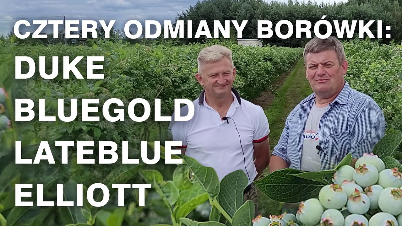 Cztery odmiany borówki: Duke, Bluegold, Lateblue, Elliott - Zbyszek Marek