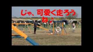 JKC 千葉北ｱｯﾌﾟｱｯﾌﾟ　2012.4.8　1度AG