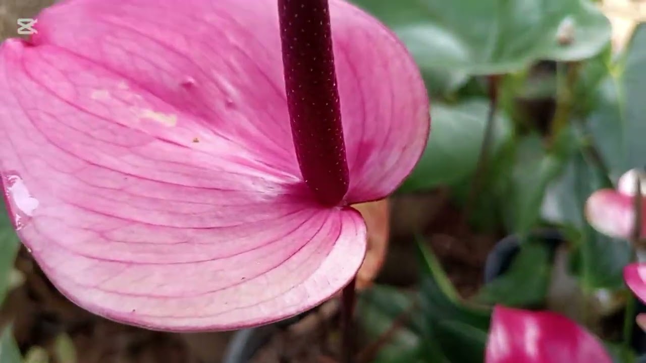 ඇන්තුරියම්වලට අලුත් පොහොරක් 🥰