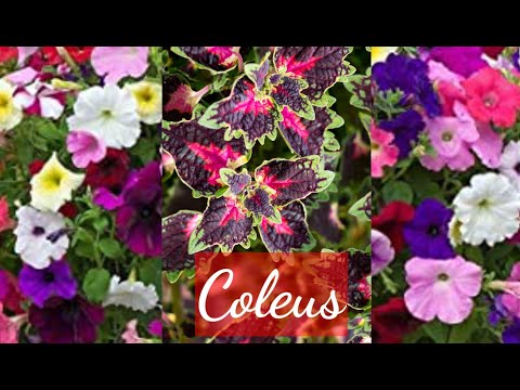 فيديو: نباتات كوليوس تحت البحر - نصائح لزراعة نبات القوليوس تحت سطح البحر