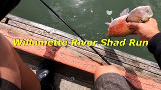 Spring Shad Run on the Willamette River