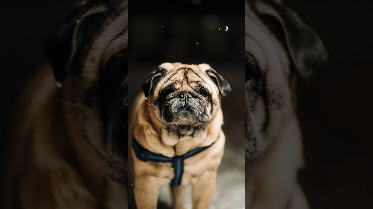 Этот Мопс воспитан Котом! Фотосессия для милой собачки