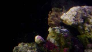 Anglerfish eats molly then spits it up.