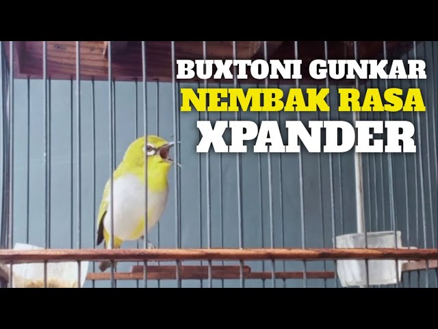 Pleci Buxtoni gunkar Nembak XPANDER, milik Om Manto Sukabumi. class=