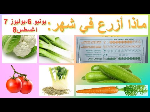 ماذا ازرع في شهر 6 يونيو 7 يوليو و8 اغسطس الزراعة الصيفية