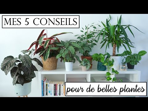 MES 5 CONSEILS