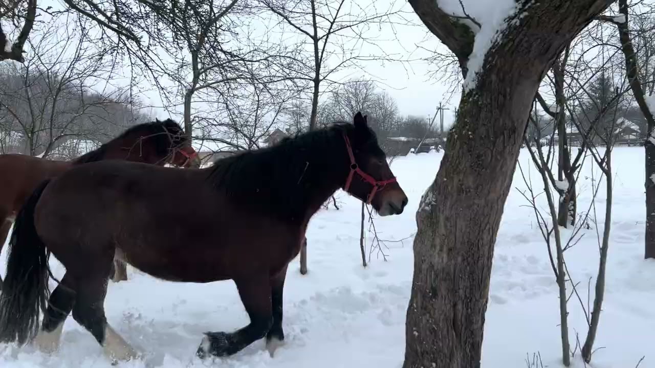 Коні Ваговози🤪🔥/Прогулянка Шаніти і Рубіни💪🐎
