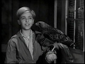 Lassie - Episode #47 - The Hawk" - Season 2, Ep. 21 - January 29th 1956