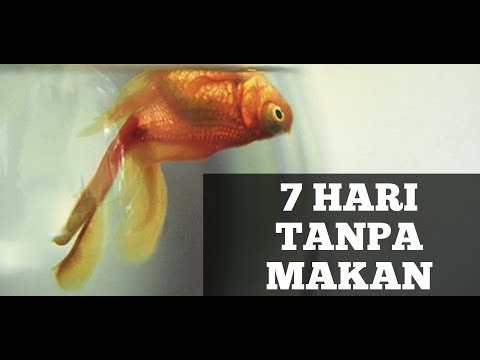 Video: Cara Membuka Pintu dengan Kad Kredit: 8 Langkah (dengan Gambar)