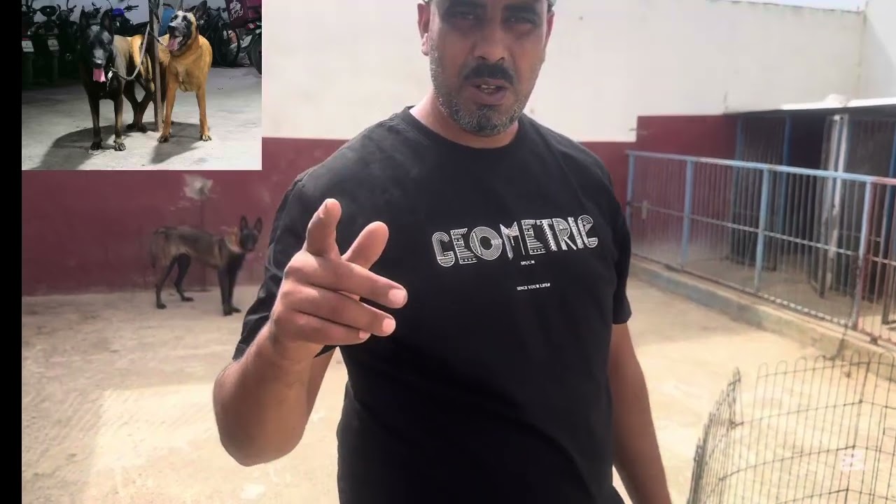 محبي كلاب الحراسة أبناء كيزر موجودة حاليا الحمدلله إنتاجنا 