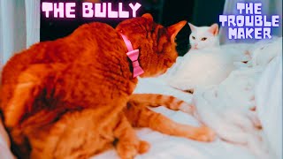 Unbelievable Cat Being A Bully 👑💖😹 by 👑 Miss Lulu & 🎩 Sir Dub-B  180 views 4 months ago 1 minute