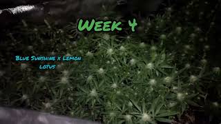 WEEK 4 FLOWER AC INFINITY 2X4 AND 2X2 TENTS
