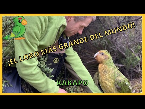 Video: ¿Dónde viven los kakapos en Nueva Zelanda?