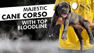 Buy Majestic Cane Corso Puppies: The Perfect Addition to Your Elite Lifestyle by Sri Sai Pet World 4,222 views 6 months ago 2 minutes, 32 seconds