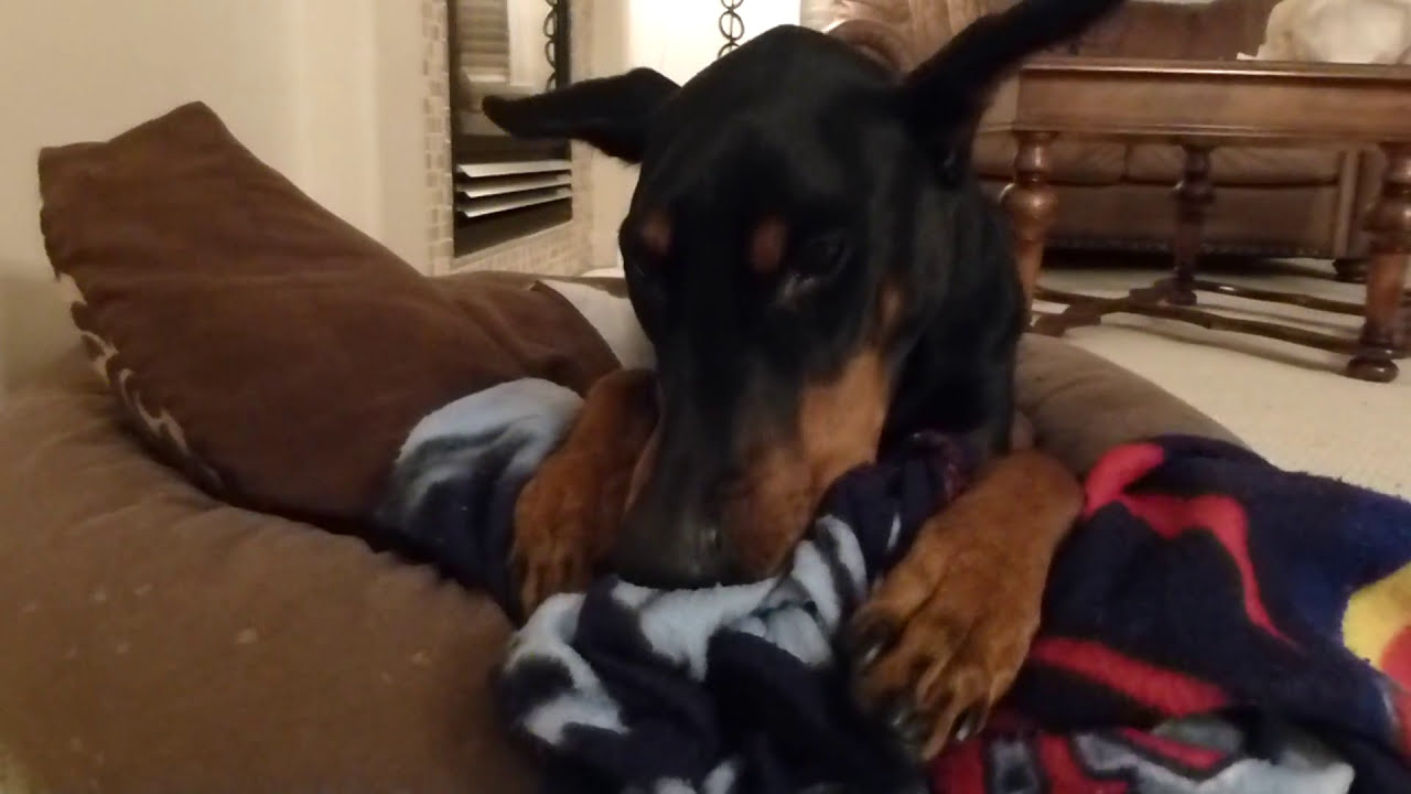doberman chewing blankets