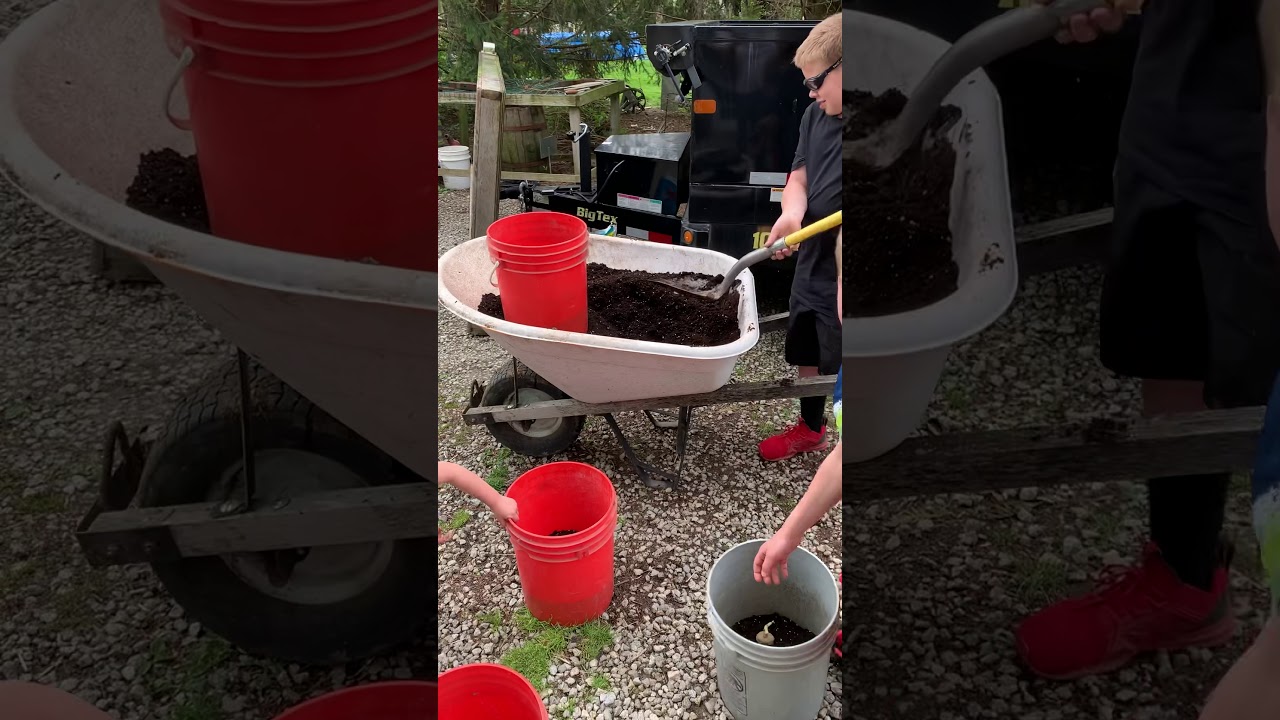Potato buckets part 2 