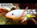 Axolotl facts: they're Peter Pan salamanders | Animal Fact Files