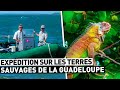 EXPÉDITION SUR LES TERRES SAUVAGES DE LA GUADELOUPE