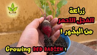 زراعة الفجل الاحمر من البذور في المنزل  |  Growing Red radish from seeds at home