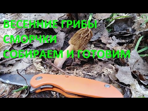 Весенние грибы сморчки- сморчковая шапочка, где искать, как приготовить.