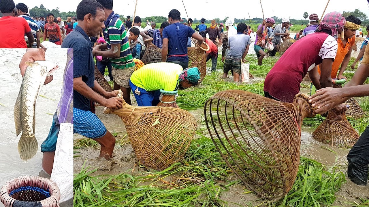 How Is This Fishing? About 1,000 Peoples Catching Fish Together Using  Traditional Fishing Tools 