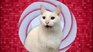 Cats Sing Believer by Imagine Dragons