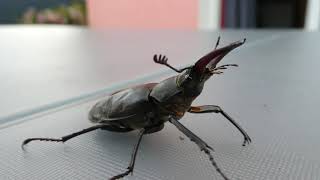 Lucane Cerf-Volant - Lucanus Cervus mâle filmé en Bretagne