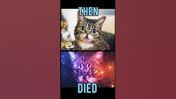 Famous Cats memes(Then vs Now) #meme #memes #nostalgia #catmemes