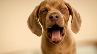 Funny sleepy dogs - Funny animal compilation by Susan Smith 1,050 views 7 years ago 10 minutes, 4 seconds