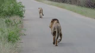 Male lion chasing a lioness down the road past tourist vehicles at Leeupan in Kruger National Park