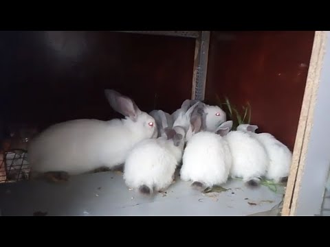 გათამაშების პასუხები