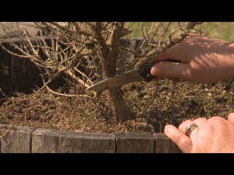 あなたの植物が死んでいるかどうかを見分ける方法–今週の庭で