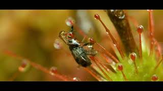 Round-leaved Sundew (15 sec)