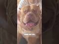 The Biggest XXL Bully In The World ЁЯжБ VietsharkтАЩs LionKing The Biggest XXL Bully In The World ЁЯжБ VietsharkтАЩs LionKing