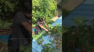 Home Gardening with Mygreenbin Compost