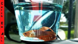FISH Get a Second CHANCE at LIFE!