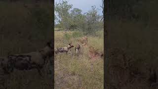 Hyena’s stealing food from some hungry wild dogs! 👀