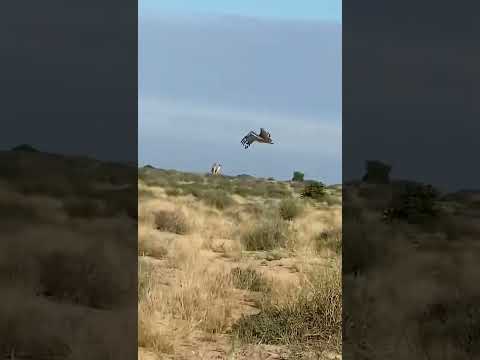 طائر الحبارى حبرو اكسبلور التغطيه الحياة البرية  