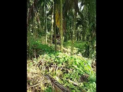 Seram !! Mobil tua jalan sendiri di hutan.