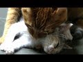 先住猫が子猫を受け入れるまで焦らず見守る飼い主