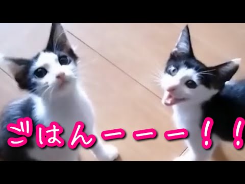 保護子猫 ごはんの催促が可愛すぎて死にそう Youtube