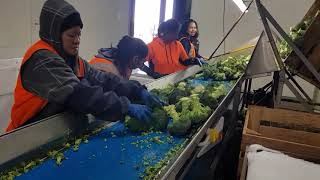 Broccoli packing