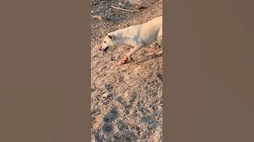شاب سعودي يذبح كلب لئن الكلب اخذ انعال اين ارفق بلحيوان لاتتنسو الشتراك بلقناه ولايك وتفعيل الجرص 