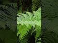 Align your frequency. | Chakra Healing Meditation #Shorts