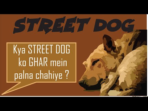 dog care courses Know your dog breed - Indian Street Dog as pet | Desi Dog