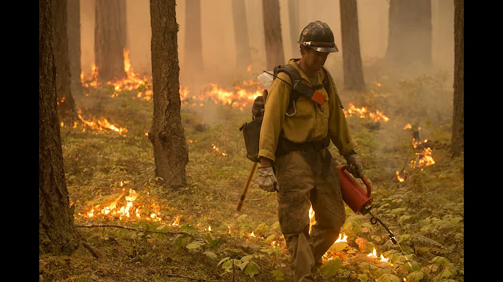 Fuel Treatment Areas in California forests